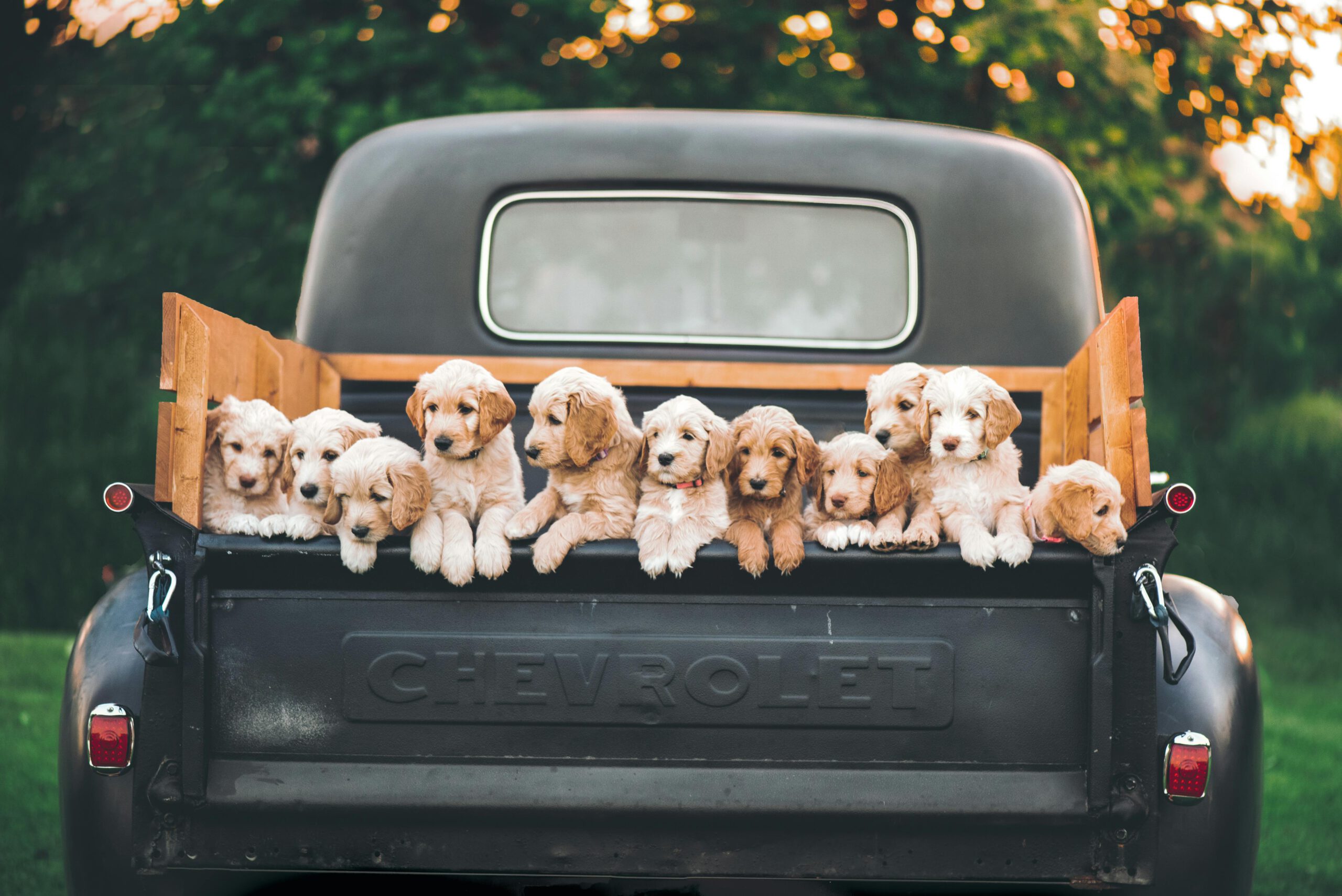 Introducing Ohio Cavapoo Puppies at Puppy Love Paradise